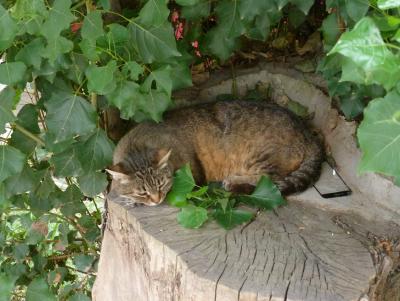 Прикрепленное изображение: P1070532.jpg